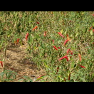 Chili